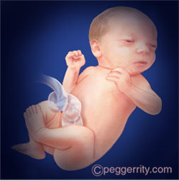 Illustration of a fetus at 36 weeks